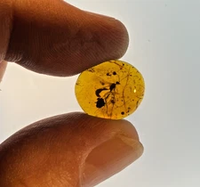 A101 BU2028 Large Ichneumon Wasp big ant in Burmese Amber Burmite 99mya