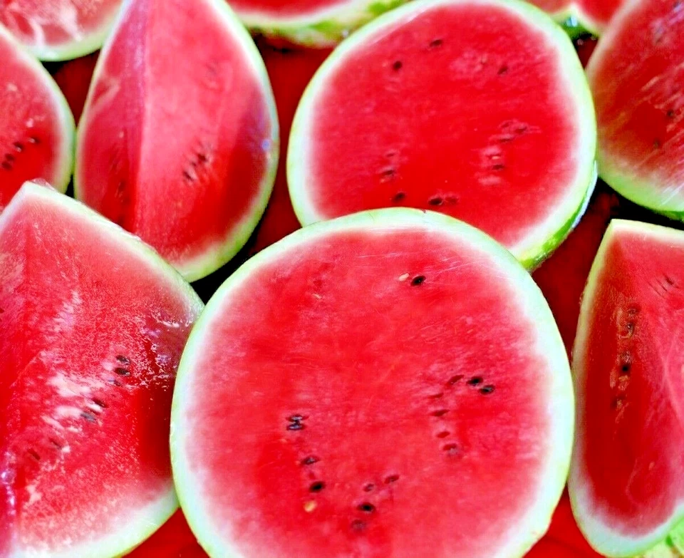 60+ SUGAR BABY WATERMELON SEEDS 🍉 | SWEET BEST HEIRLOOM NON-GMO FREE SHIPPING - Image 3 of 4