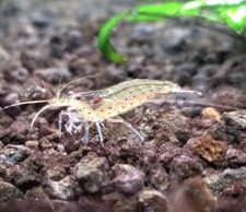 7 1 Amano Shrimp Various Sizes from 1/2" - 1  Algae Eating Shrimp Japonica