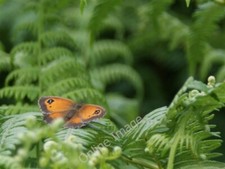 Photo 6x4 A gatekeeper butterfly at Carr Mill Dam Billinge c2009
