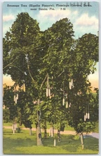 Vintage Sausage Tree Postcard Flamingo Groves Dania Florida F-59