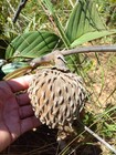 Annona monticola — photo 1