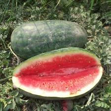 25 CONGO WATERMELON SEEDS FRESH HARVEST FOR GARDENS