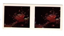 Lipton’s Tea Aust Stereoscopic Card 1970/80s 6th Series #10 Sea Anemone
