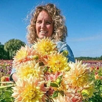 1 件“Advance”餐盘大丽花 - 大号灯泡尺寸 #1 - 美国卖家 — 第 2/2 张图片