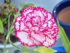 120+  CARNATION CHABAUD STRIPED & PICOTEE MIX FRAGRANT PERENNIAL FLOWER SEEDS