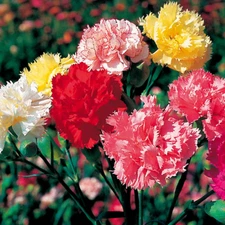 Chabaud Mix Carnation Seeds |  50 - 1,000 Seeds | Free Shipping | 1249