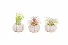 3 Pack Sputnik Sea Urchins with Assorted Air Plants - Easy Care Tillandsia