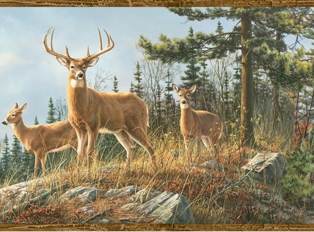 Whitetail Crest Border HTM48463B wallpaper lodge deer