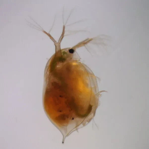 500ml Daphnia, Dafnia pulce d'acqua cibo vivo per pesci tropicali,betta - Bild 2 von 2