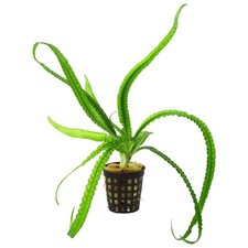 Crinum Calamistratum Live Aquarium Plants