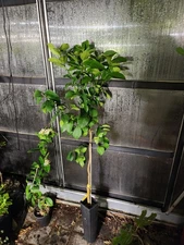 Meyer Lemon Tree With Lemons -  30-40in Tall - ORGANIC