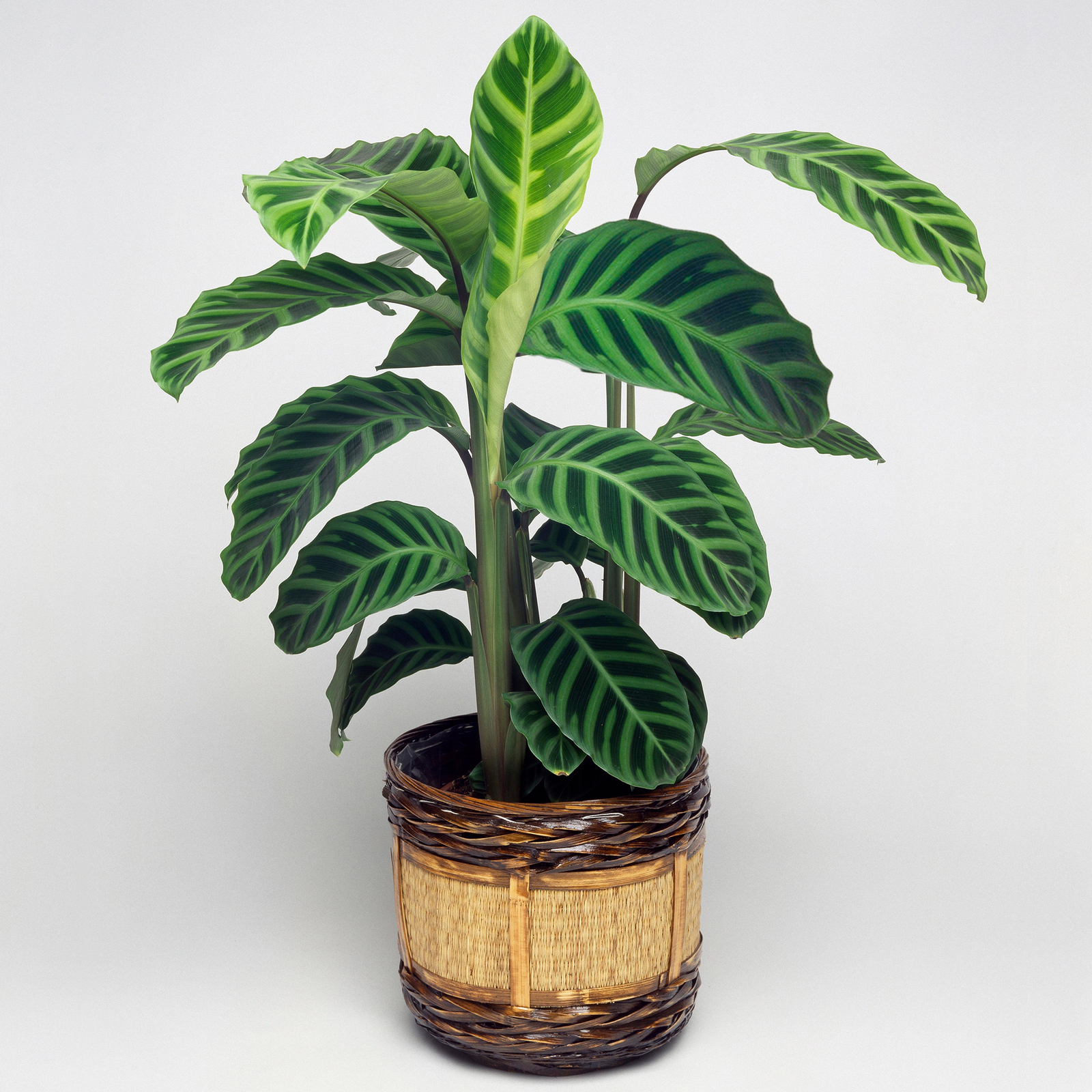 1 x Zebra Plant Premium Calathea Zebrina Evergreen Houseplant for Sale