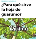 yarumo Té