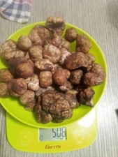 50 GR TARTUFO BIANCHETTO FRESCO ITALIA ,TUBER ALBIDUM PICO DI SECONDA SCELTA 