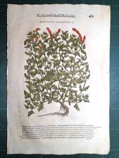 MATTIOLI MATTHIOLI Erbario a figure grandi originale del 1604 ATRIPLICE
