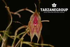 LEPANTHES VICTORGONZALEZII MINIATURE ORCHID MOUNTED