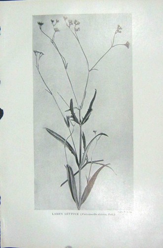 Old Vintage Print 1919 Lamb'S Lettuce Valerianella Olitoria Poll Irving 20th