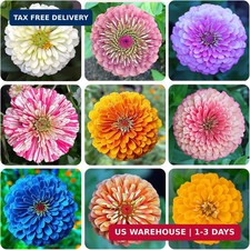 1200 Mixed Zinnia Dahlia Seeds for Outdoor Planting - Flower Seeds