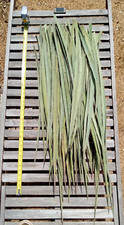 Wide Leaf Yucca Leaves,for Basketry,Cordage etc. Approx. 40 Leaves Strong Fiber