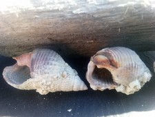 Barnacle-Encrusted Collectible Sea Shells Lot of 5, Variety of 1 inch  Smaller