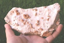 Douvilleiceras Ammonite And Gastropods Fossil Plate Authentic Morocco Specimen
