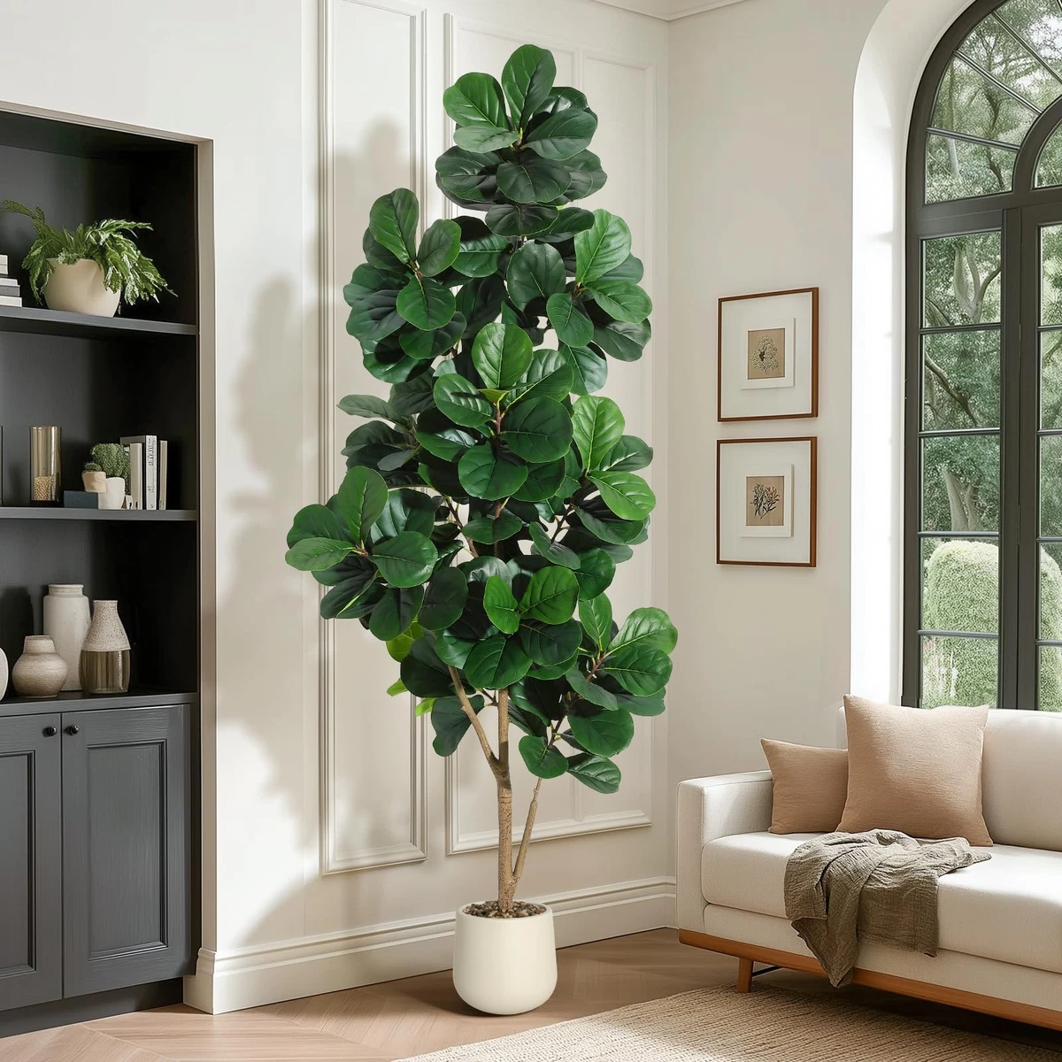 kentia palme stecklinge Kentiapalme | Howea forsteriana