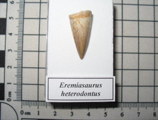 Cretaceous mosasaur reptile tooth fossil Eremiasaurus anterior display case #A3