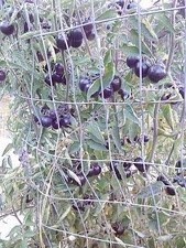Black Opal tomato 10 seeds  *HEIRLOOM* Seeds of Life