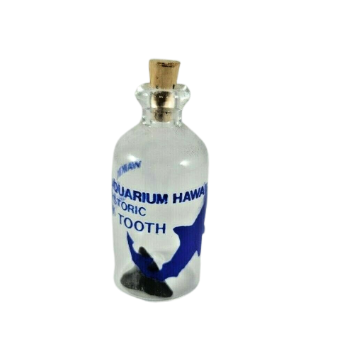 Waikiki Aquarium Prehistoric Shark Tooth in Mini Jar