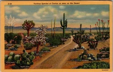 Vintage Postcard Various Species of Cactus as seen on the Desert JS3