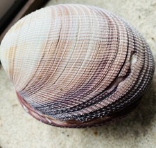 Venus Maxima, Maxima Clam, Riesen-Muschel, zweischalig, 600 Gramm, 11 x 11 cm