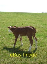Photo 6x4 Brand new Hereford heifer, Old Glasson Farm She was born about c2011