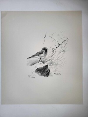 Vintage Bleistiftzeichnung Druck 1938 Vögel Skizzen roter Anfang