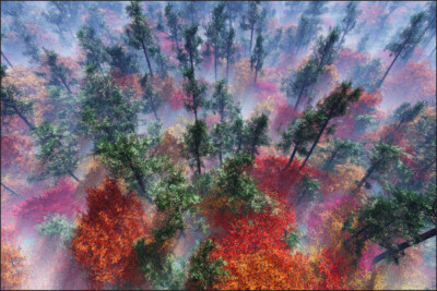 VINYL Fototapete XXL TAPETE Wald im Nebel 584
