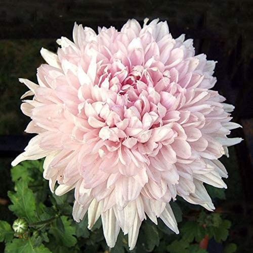 CHUXAY GARDEN Pink Chrysanthemum Morifolium Flower 200 Seeds Stunning