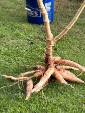 Cassava Cutting 