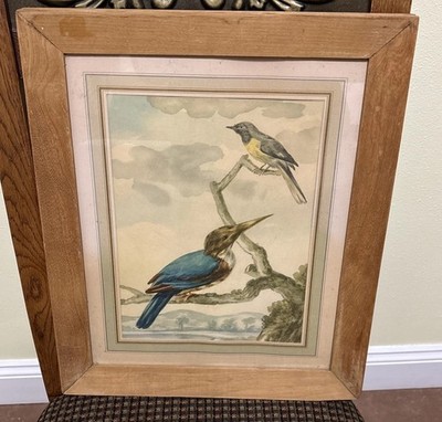 Hand- Colored  Lithograph Of Kingfisher & Gray Wagtail Perched On Tree Branch