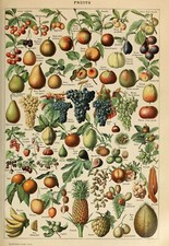 Adolphe Millot Vintage French Botanical Wall Art Poster Print Picture 