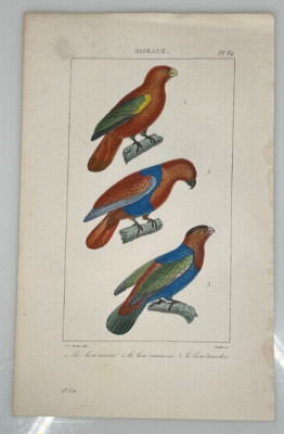 Buffon 1st Edition French Hand Colored Le Lori Oiseaux Bird Engravings
