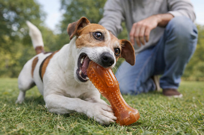 Hartz Chew  n Clean Drumstick Dog Toy   Chicken Flavor   Small Dogs   Pack of 6