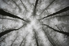 FLEECE Wallpaper-FOREST-(7243ah)-Landscape Nature Trees Plant Meadow XXL Wall Art