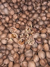 10 lbs. South Carolina Organic Mature Shagbark Hickory Nuts FLOAT TESTED