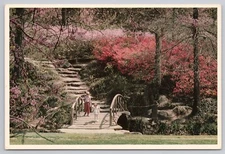 Postcard Azalea Garden in Woodward Park Tulsa Oklahoma