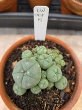 Rare, Old, Seed Grown, Cactus Cluster  3.25 Inch Diameter, Plant #15