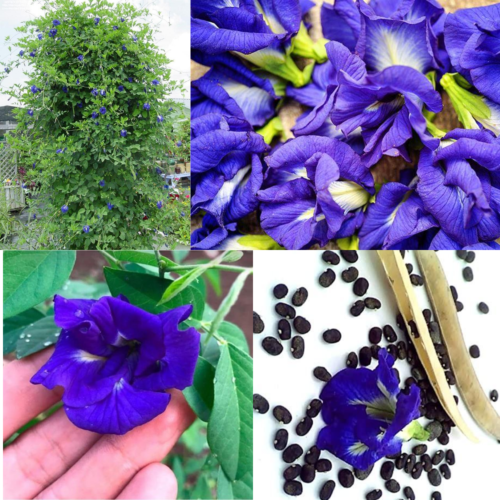 Thé Papillon Bleu Pois Séché - Fleur Entière De Ceylan 500 G - Clitoria Ternatea