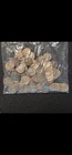 buffalo nickels lot 100