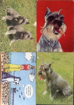SCHNAUZER DEUTSCHER HUND FARBFOTO POSTKARTEN - 4 x moderne Karten