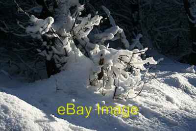 Foto 6x4 Schneeskulptur Mulben Zweige bedeckt mit einer Decke aus weicher Neu sn c2007