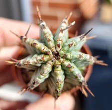 Euphorbia Horrida ‘Alba’ Beautiful Collectors Succulent Cactus Plant